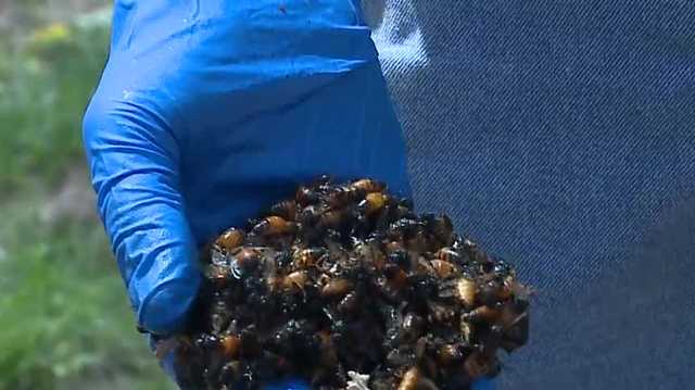 Omaha beekeeper burns 50,000 bees to prevent spread of disease - Vimarsana News