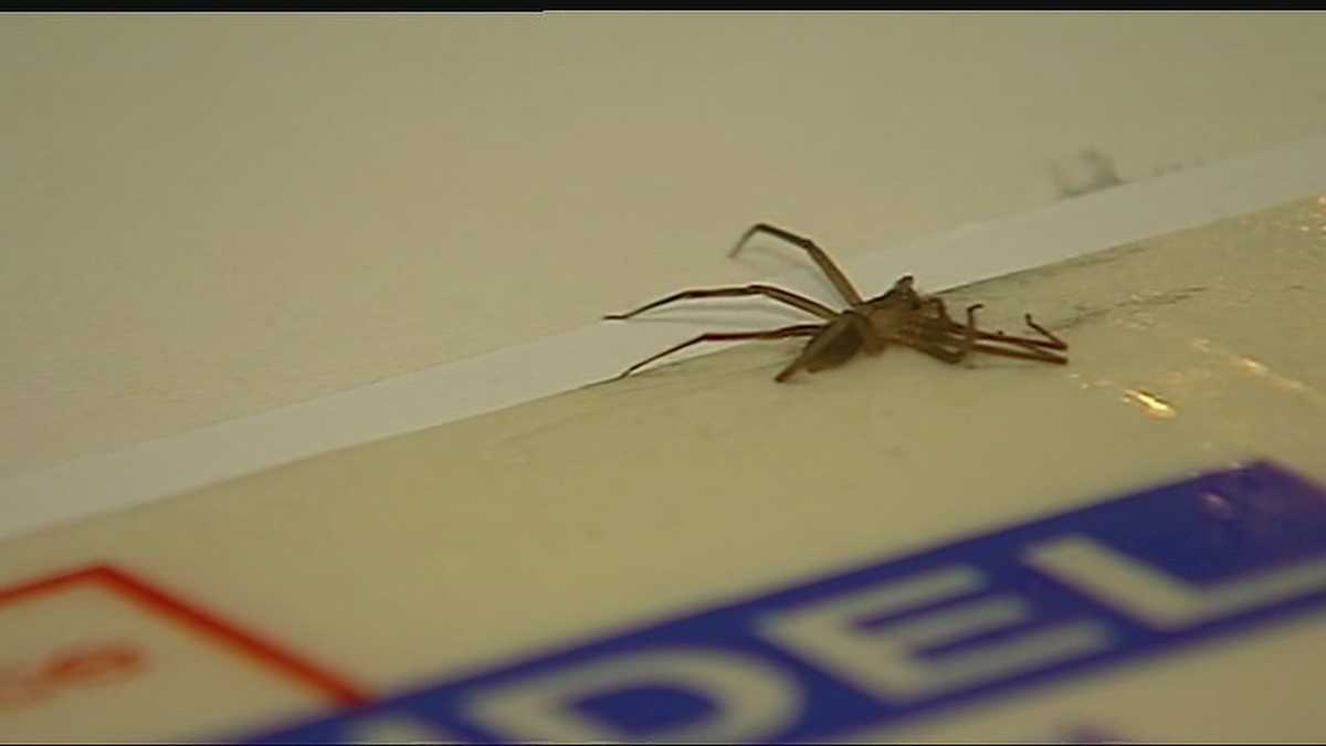 Couple Sees Action About Brown Recluse Spider Infestation