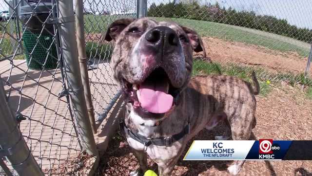 KC's Wayside Waifs animal shelter holding a draft of its own - Vimarsana News
