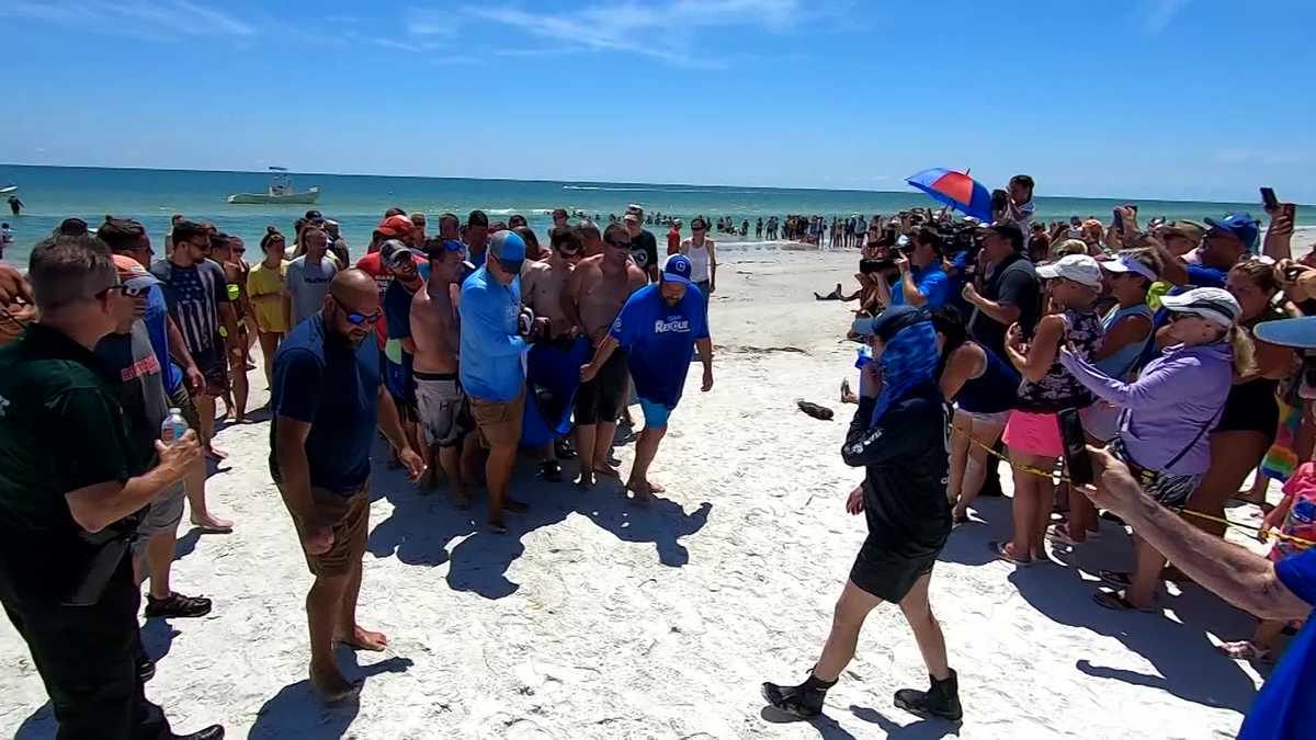 Florida beachgoers team up with rescue crews to save five distressed whales