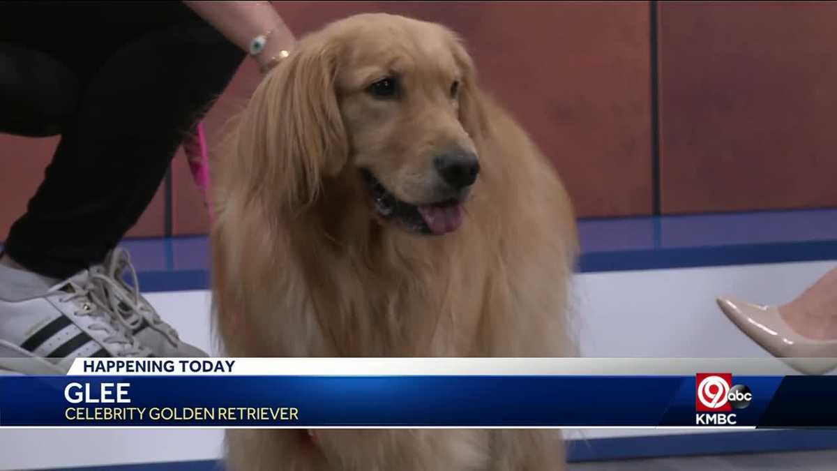 Glee the Golden Retriever is on mission to 'bring joy' with Kansas City(01)