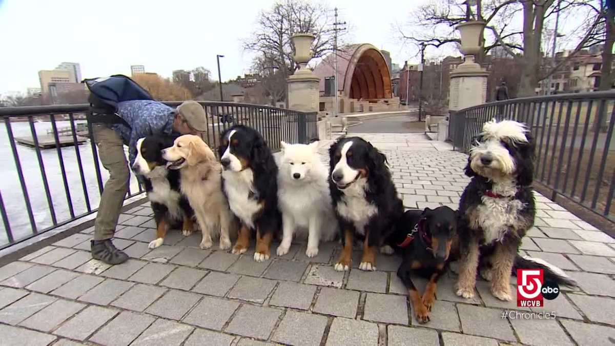Boston-based dog influencer rises in PUPularity