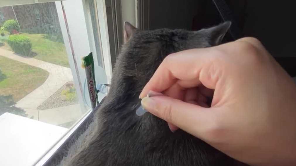 Pet problems 101 | Consumer Reports