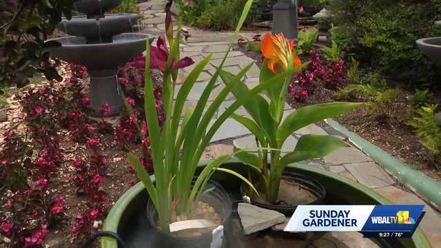 Sunday Gardener: Tips for building water features at home to support flowers and local wildlife