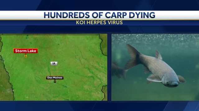 Hundreds of dead fish are piling up in Storm Lake - Vimarsana News