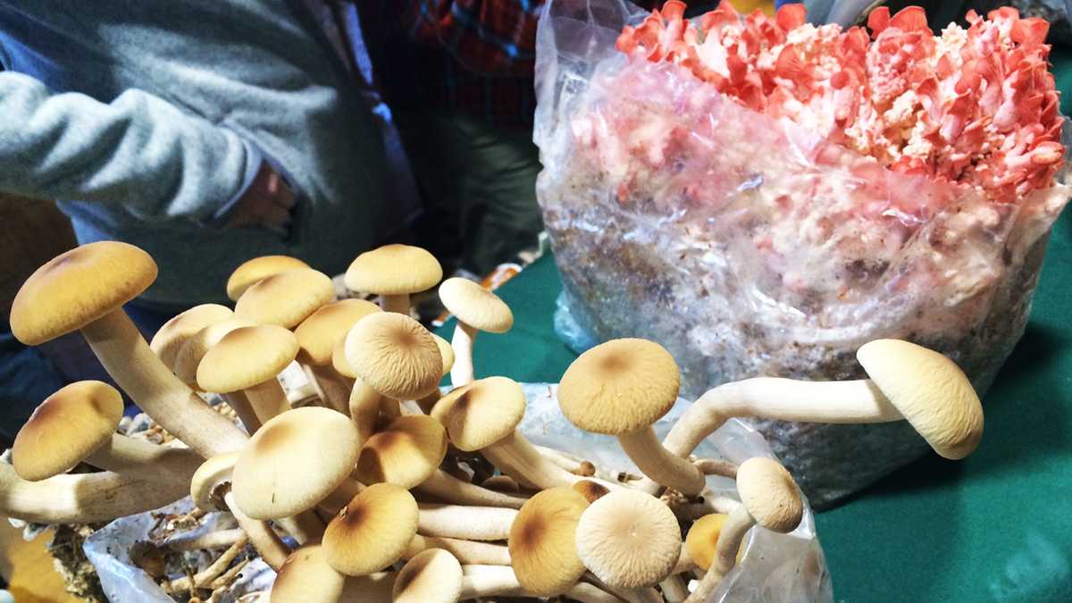 Mushroom lovers flock to Santa Cruz Fungus Fair