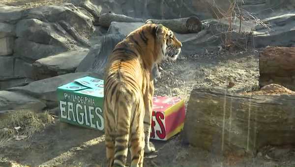 super bowl lix: blank park zoo tiger picks this year's nfl champion