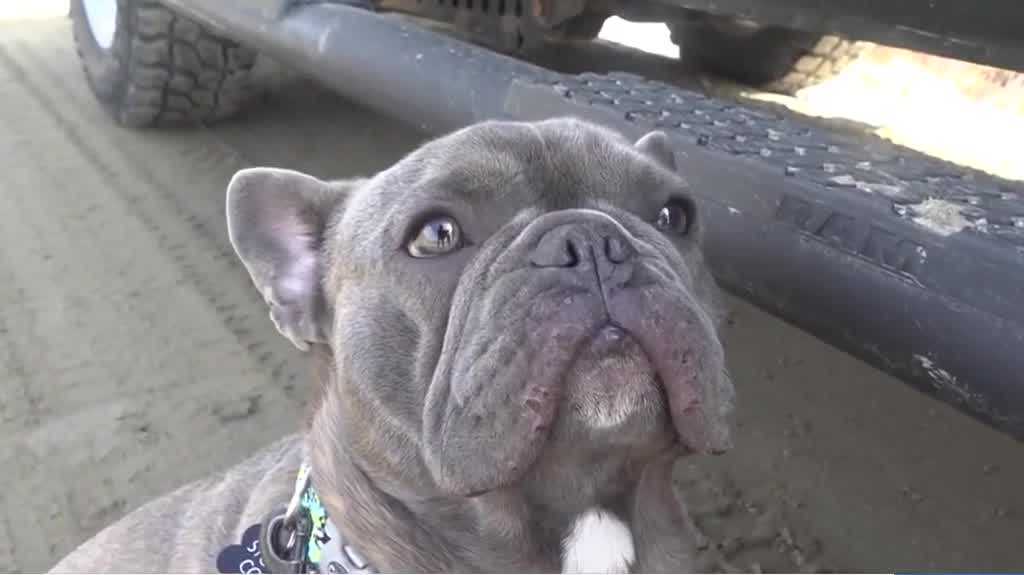 NH drone company helps Maine family find their missing dog