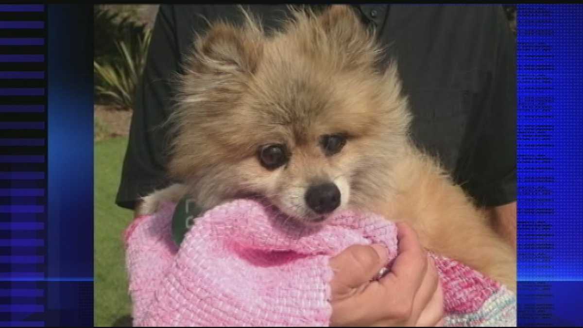 Microchip brings home Rogers dog found in California