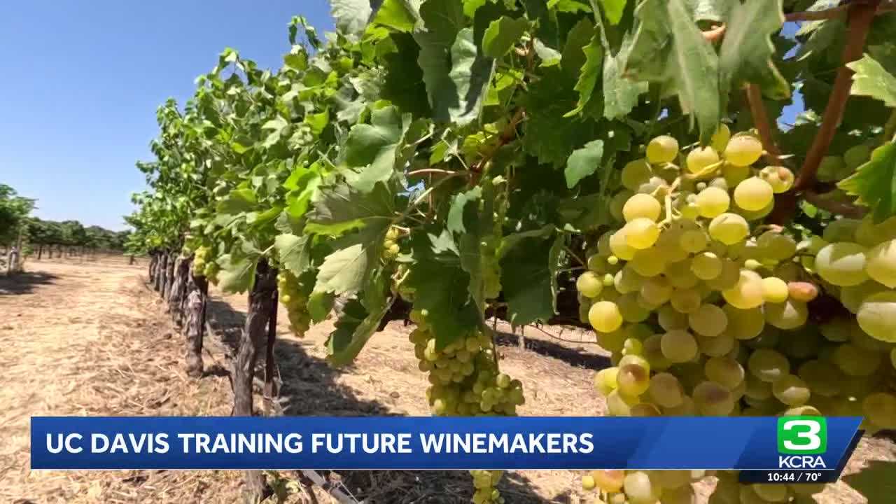 kcra.com - Maricela De La Cruz - UC Davis students create and sell small-batch wines to support winemaking program