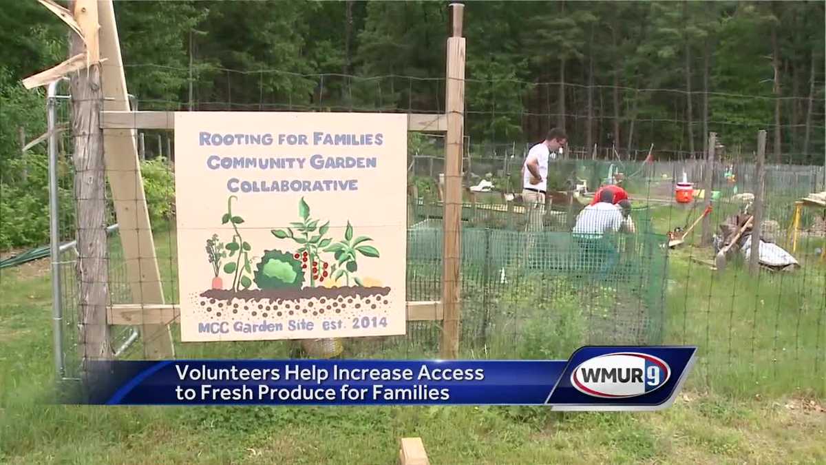 Harvard Pilgrim hosts day of service