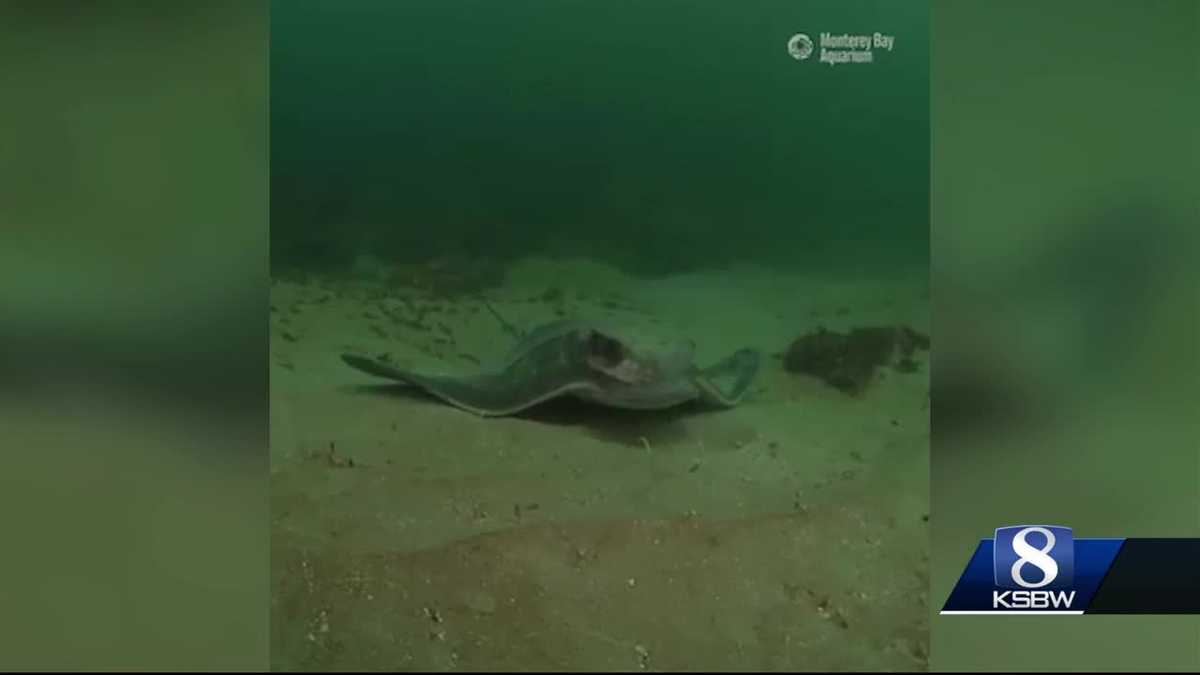 Bat rays spotted by divers all over the Monterey coast