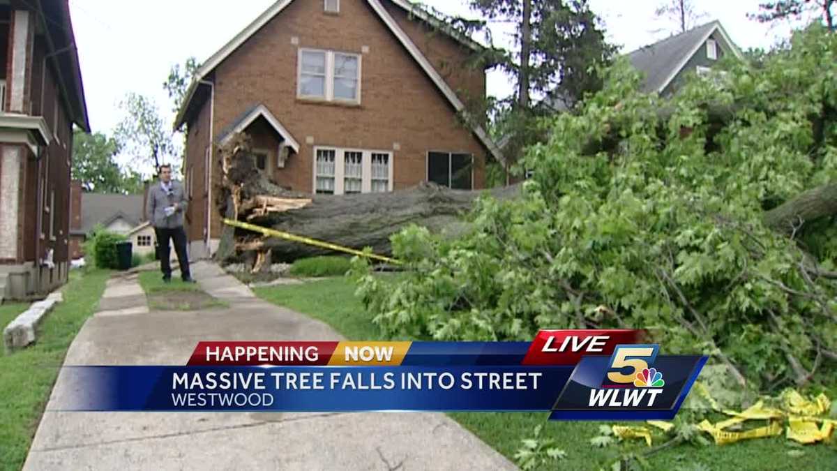 Huge tree falls in Westwood