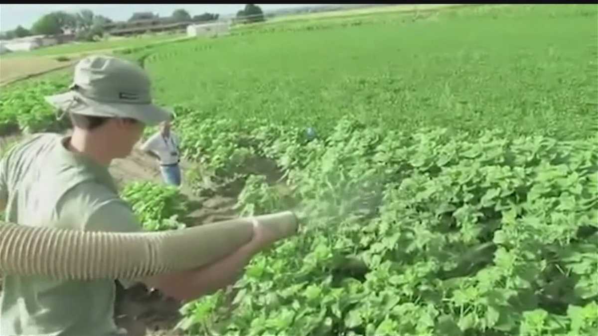 Hail machine helps determine crop damage
