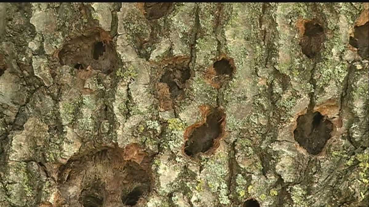 Tree infection spreading through Omaha neighborhood