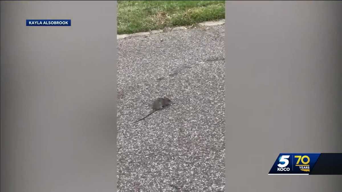 Residents throughout The Village see rodent infestation