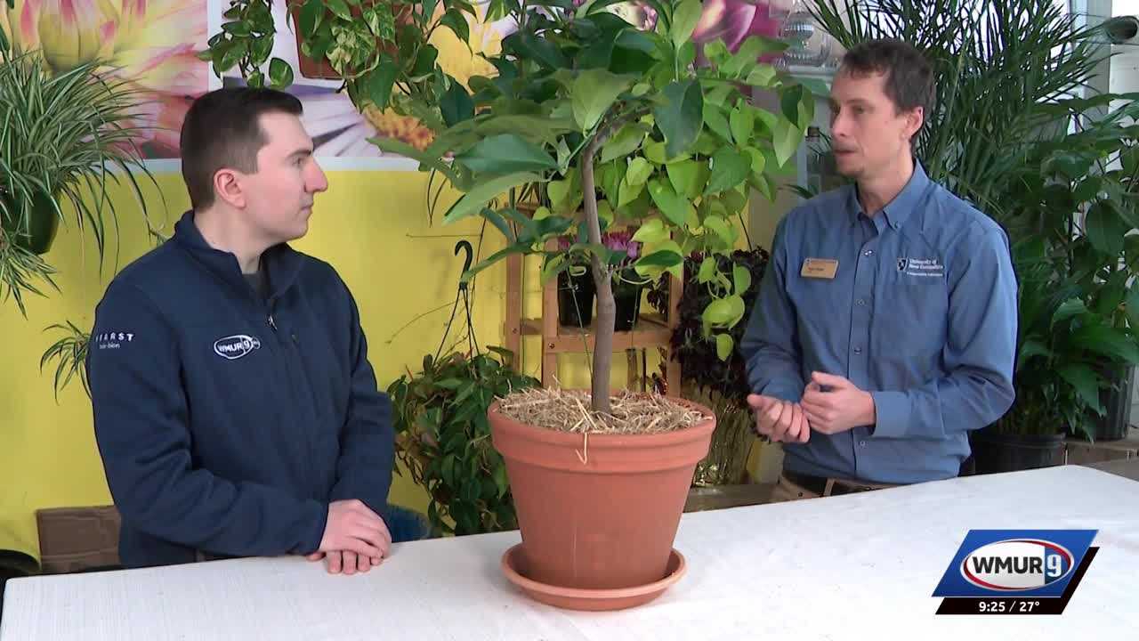 Grow it Green: Overwintering Potted Citrus Plants