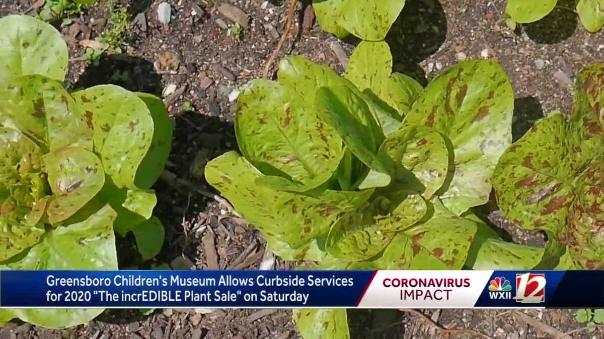 COVID-19 forces 'incrEDIBLE Plant Sale' to go curbside