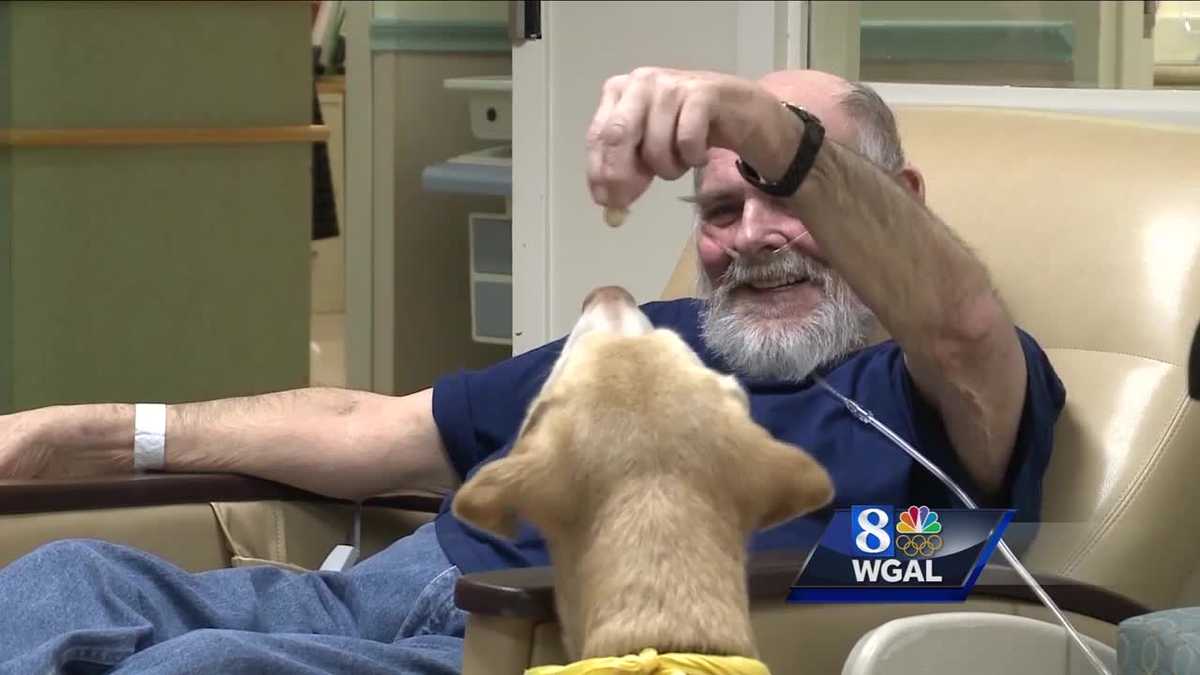 How veterans benefit from service dogs