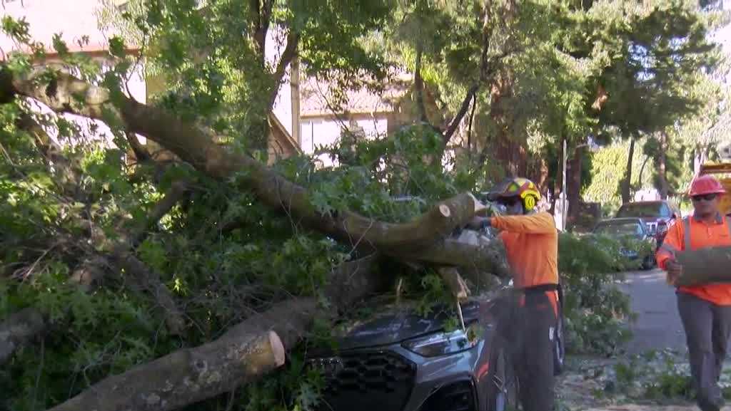 'We'll be busy all night,' Sacramento crews work to clear downed tree branches after strong winds