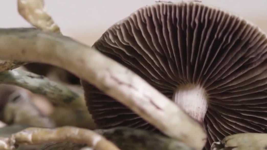 Health risks linked to psychedelic retreats
