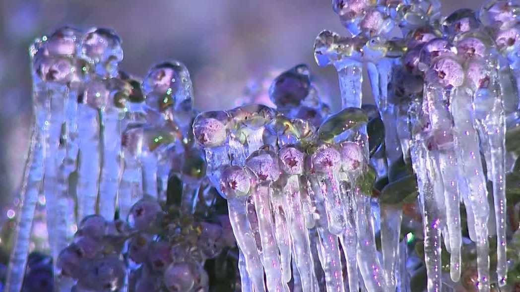 Farmers work overnight to protect crops as cold snap grips Gulf Coast