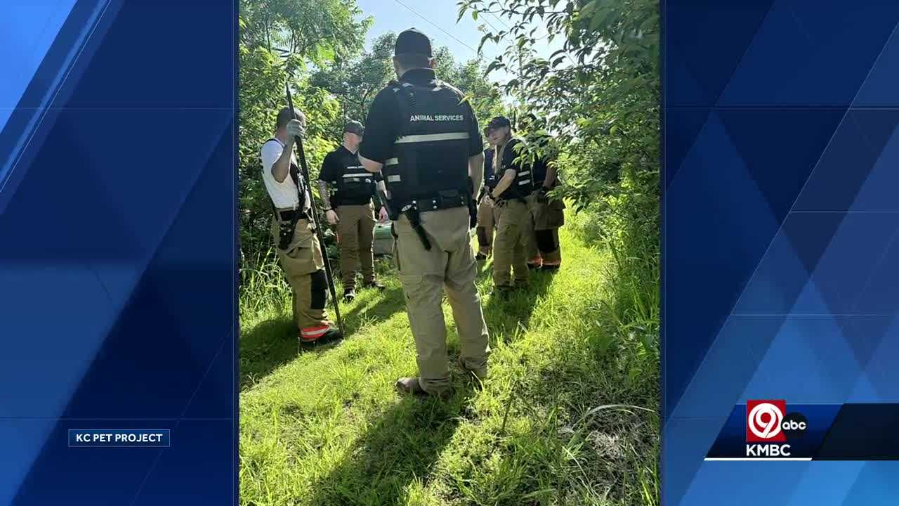 KC Pet Project suspends ground search for missing alligator - Vimarsana News