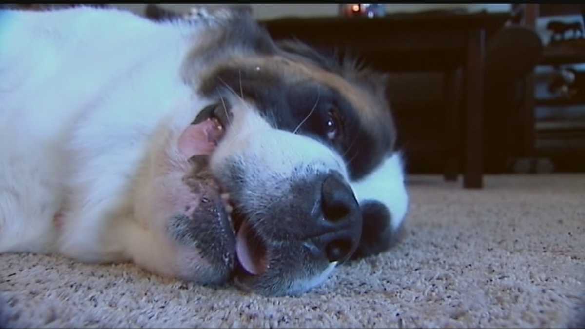 Family's St. Bernard smells gas, gets credited with saving lives