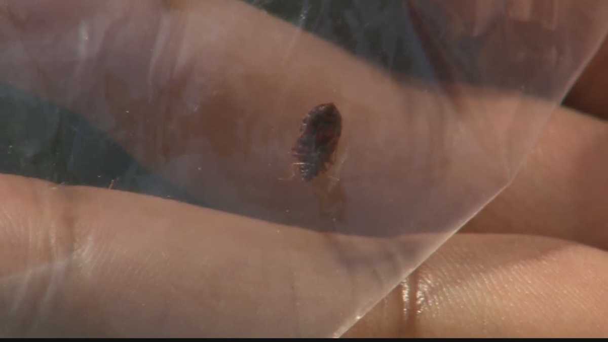 Health officials investigate bed bugs at Shadyside nursing home