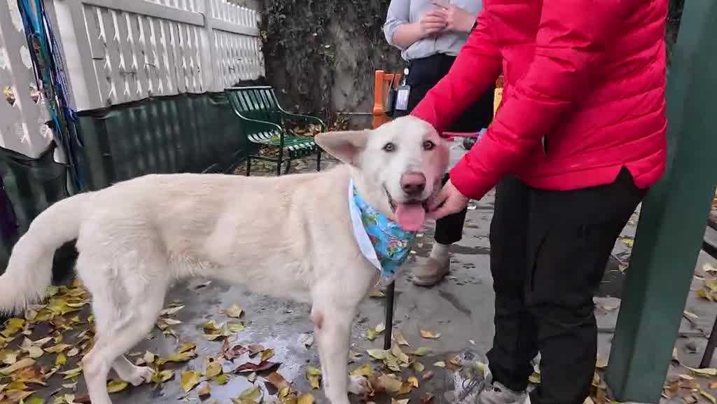 Need a holiday companion? Front Street Shelter asks community to foster dogs for two weeks