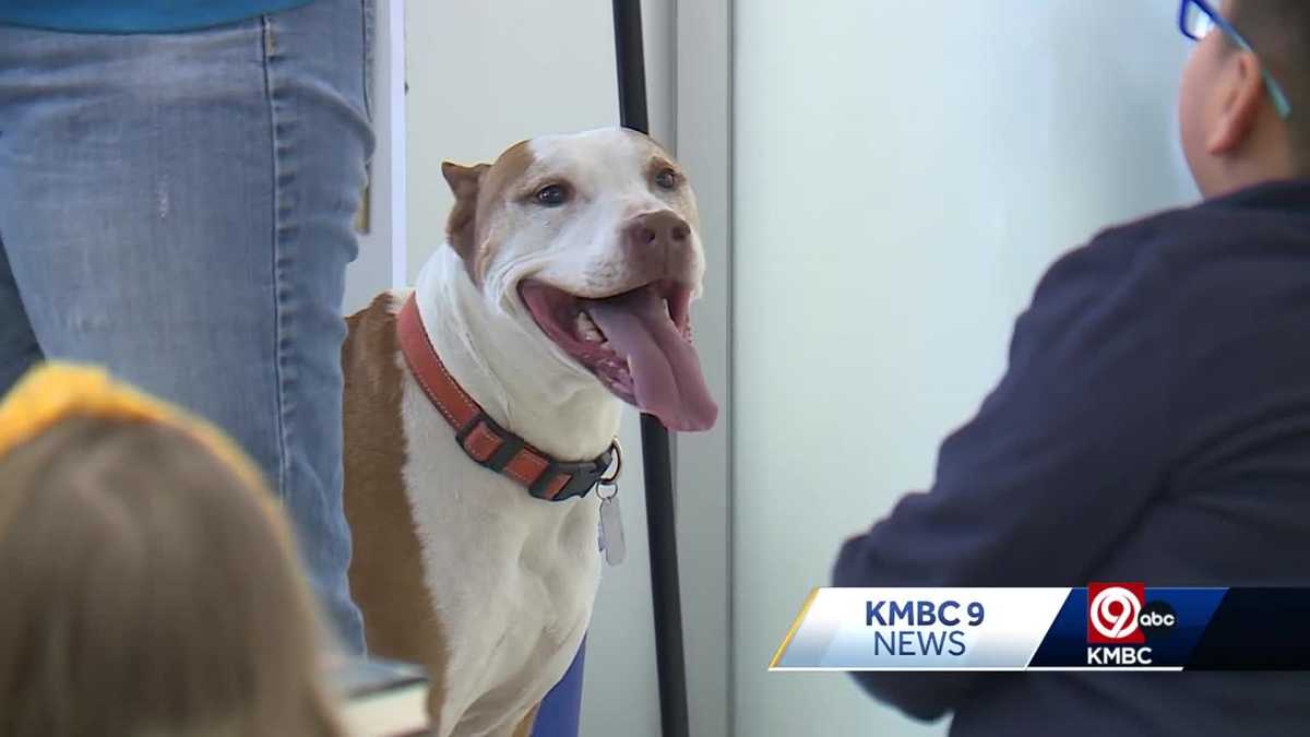 9-yo Pitbull the star of Wayside Waifs' No More Bullying Program