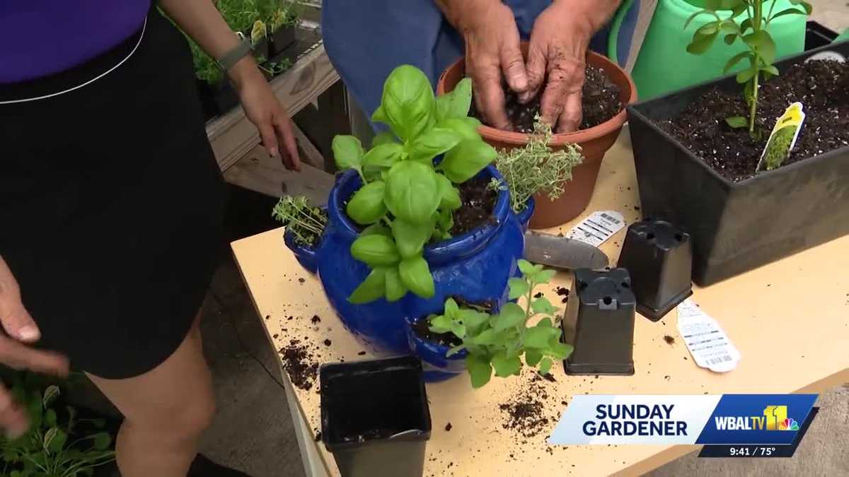 Sunday Gardener: Potting a culinary herb garden at Valley View Farms