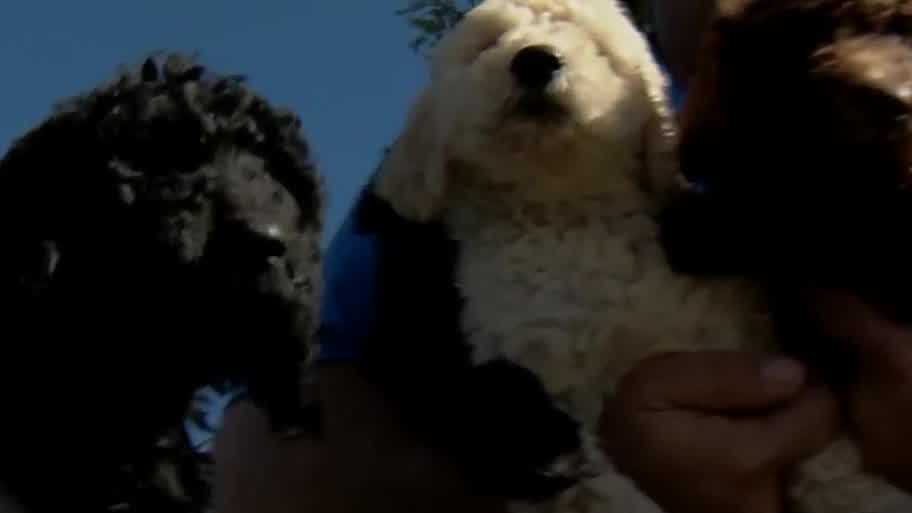 Stolen puppies found in Volusia County