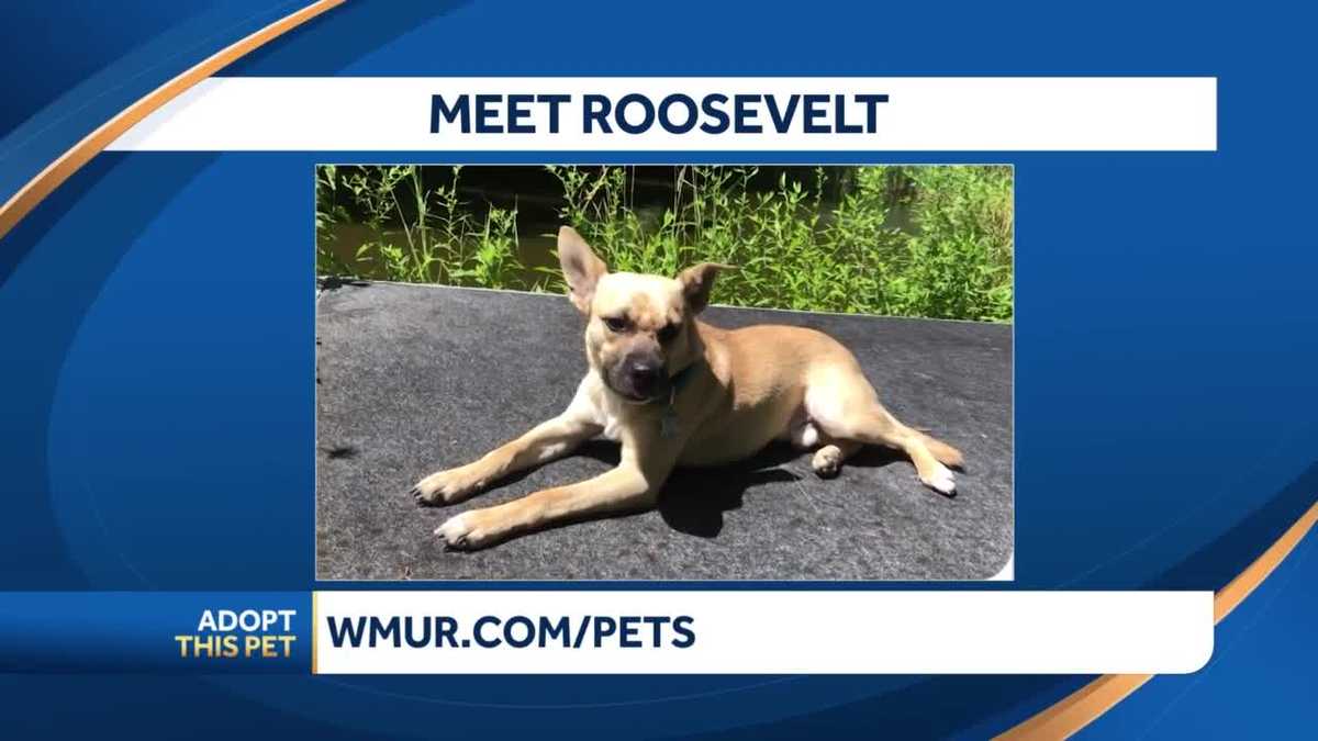 Adopt New Hampshire dogs: Roosevelt available in Derry