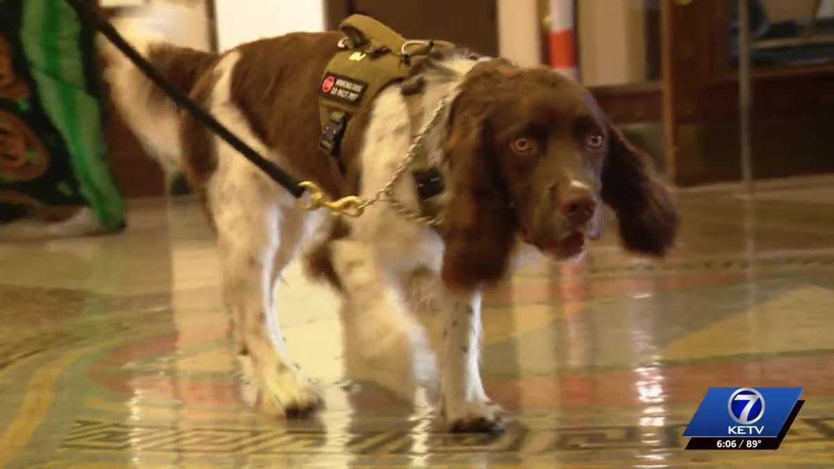 New K-9 helping to enhance security at Douglas County courthouse and civic center