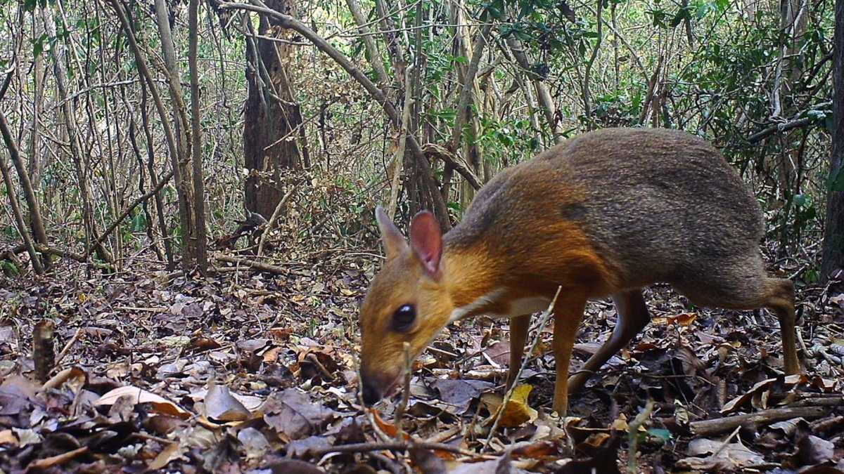 Trail cam captures tiny deerlike animal, spotted for 1st time in the