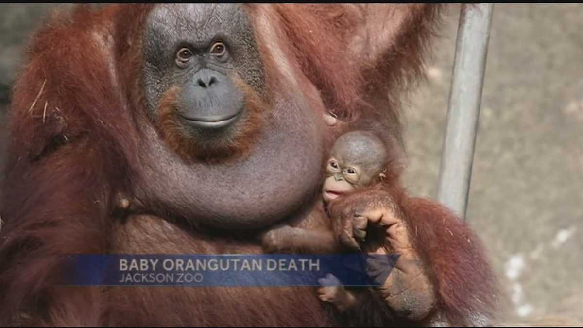  Baby  Orangutan  Death