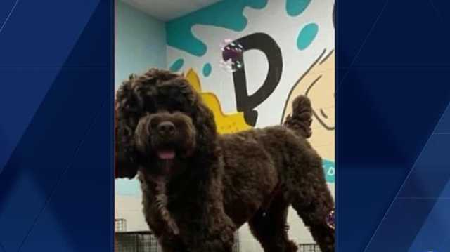 Dog stolen at gunpoint - Vimarsana News