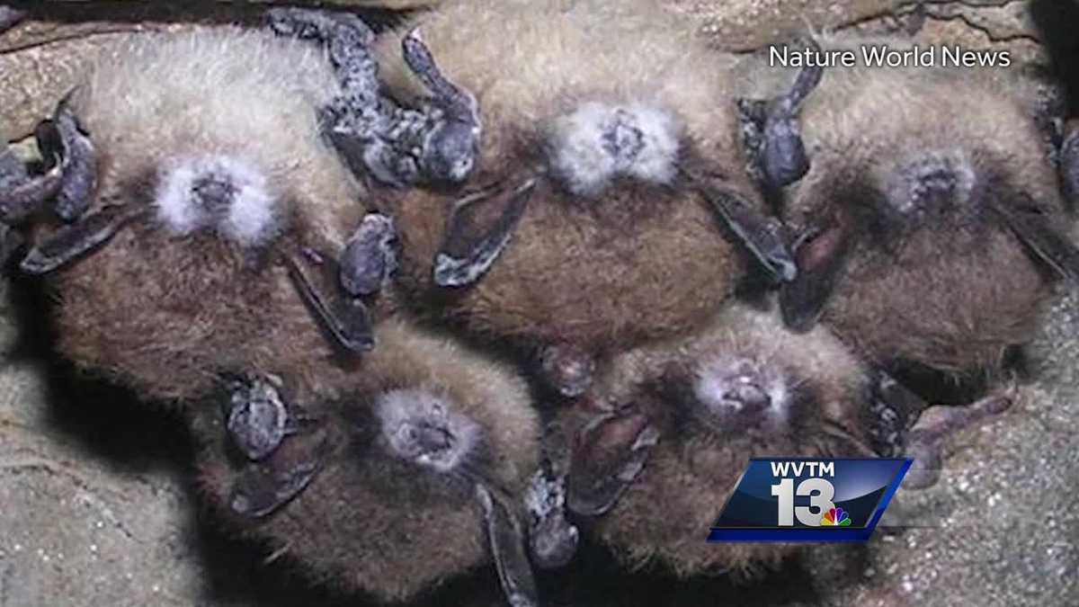 Arrival of deadly bat disease in Alabama could mean future spike in ...