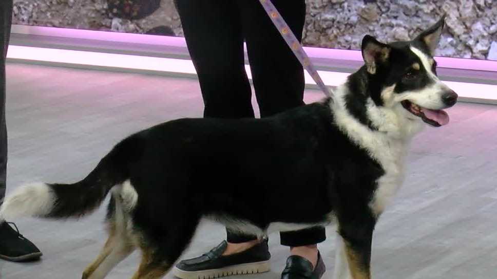 Mutts & Meows: Gulf Coast Humane Society introduces Yuma