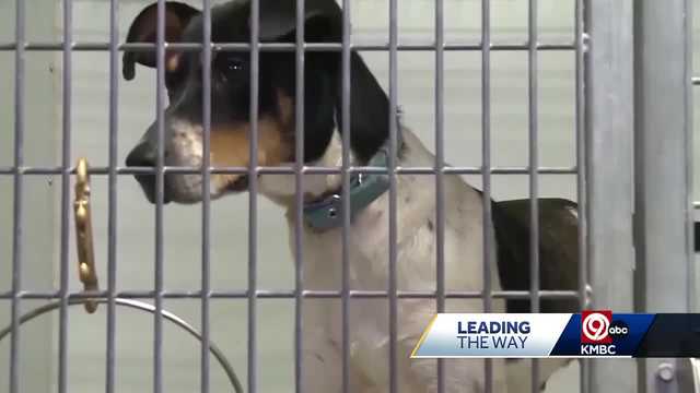 Owner surrender a factor in Kansas City's packed animal shelters - Vimarsana News