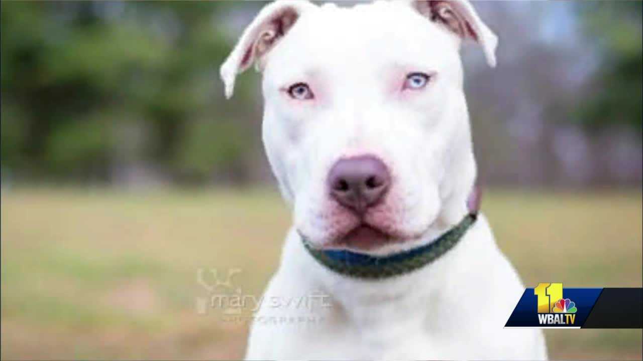 Baltimore Humane Society Has A Dog Looking For A Forever Home