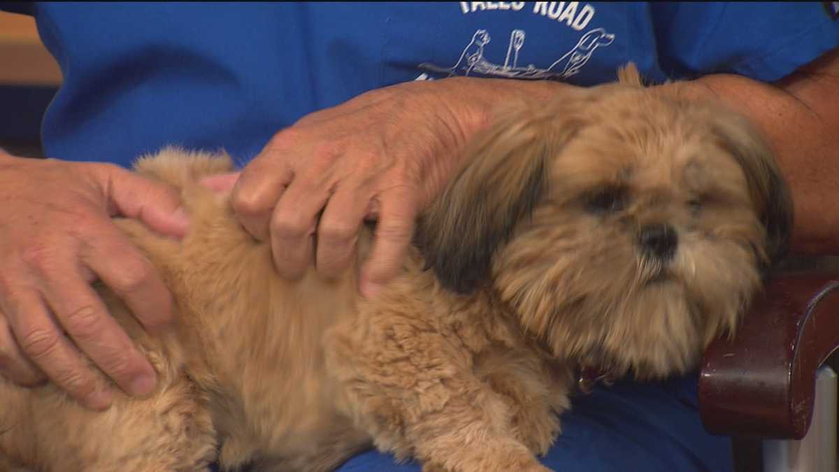 Pet Questions Breaking the chewing habit