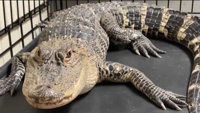 Exotic animal bill pending after multiple gator sightings in Pa. - Vimarsana News