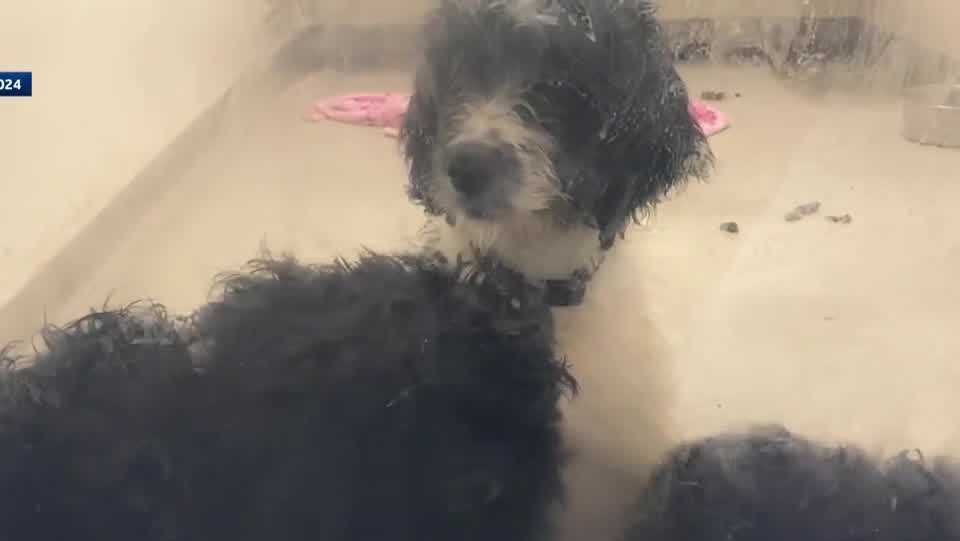 Remaining dogs seized from A Canine Gem moved to Elmore SPCA - Vimarsana News