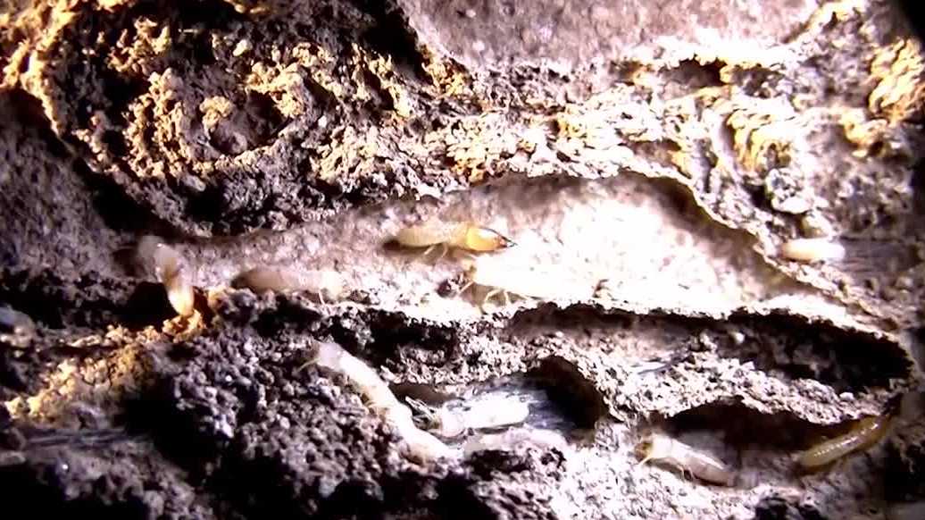 Researchers discover new hybrid termite species in Florida