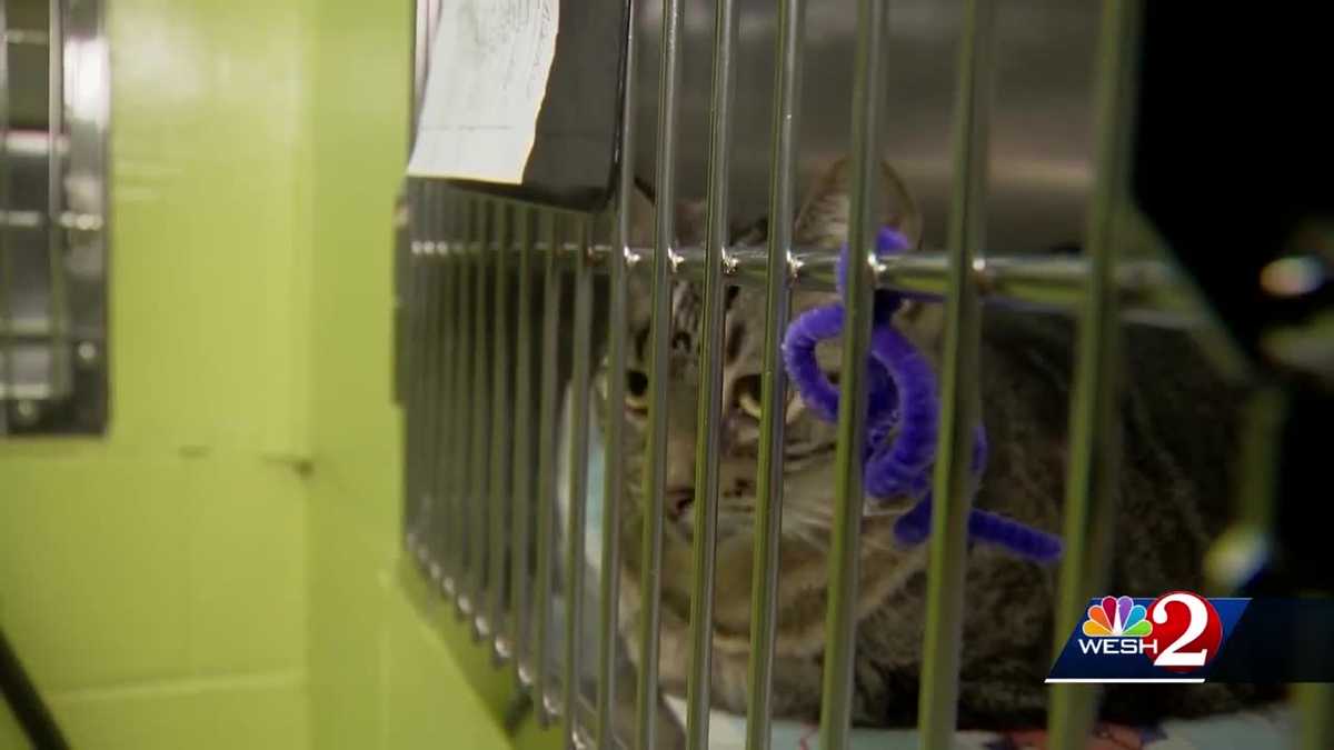 Osceola officials working to fix stray cat problem