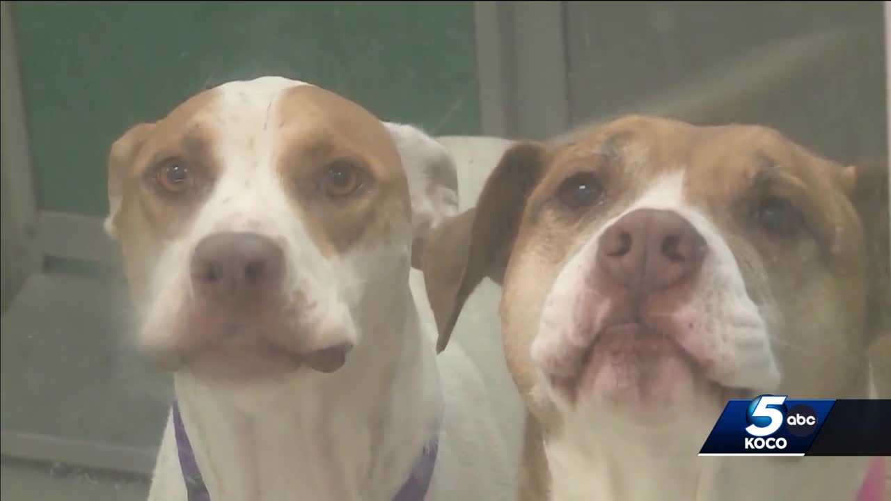 Oklahoma animal shelter on quarantine after dogs show sign of flu - Vimarsana News