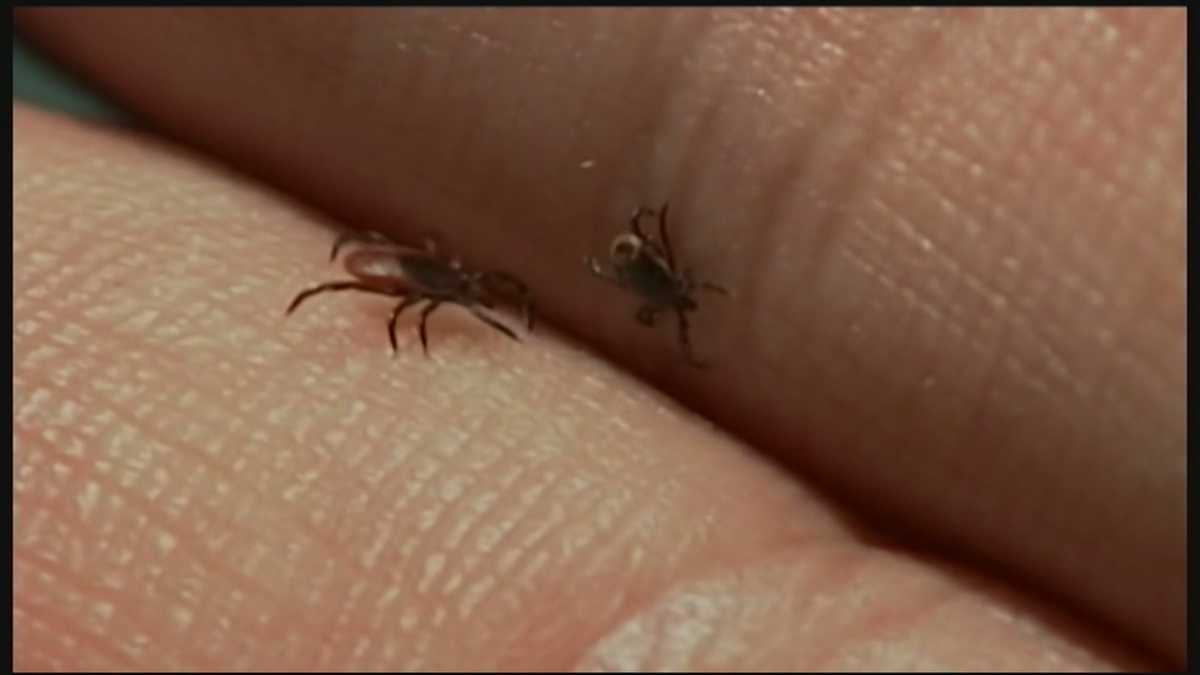 Lyme Disease cases rise in New Hampshire