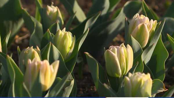 unseasonably warm weather has tulips blooming early in pella